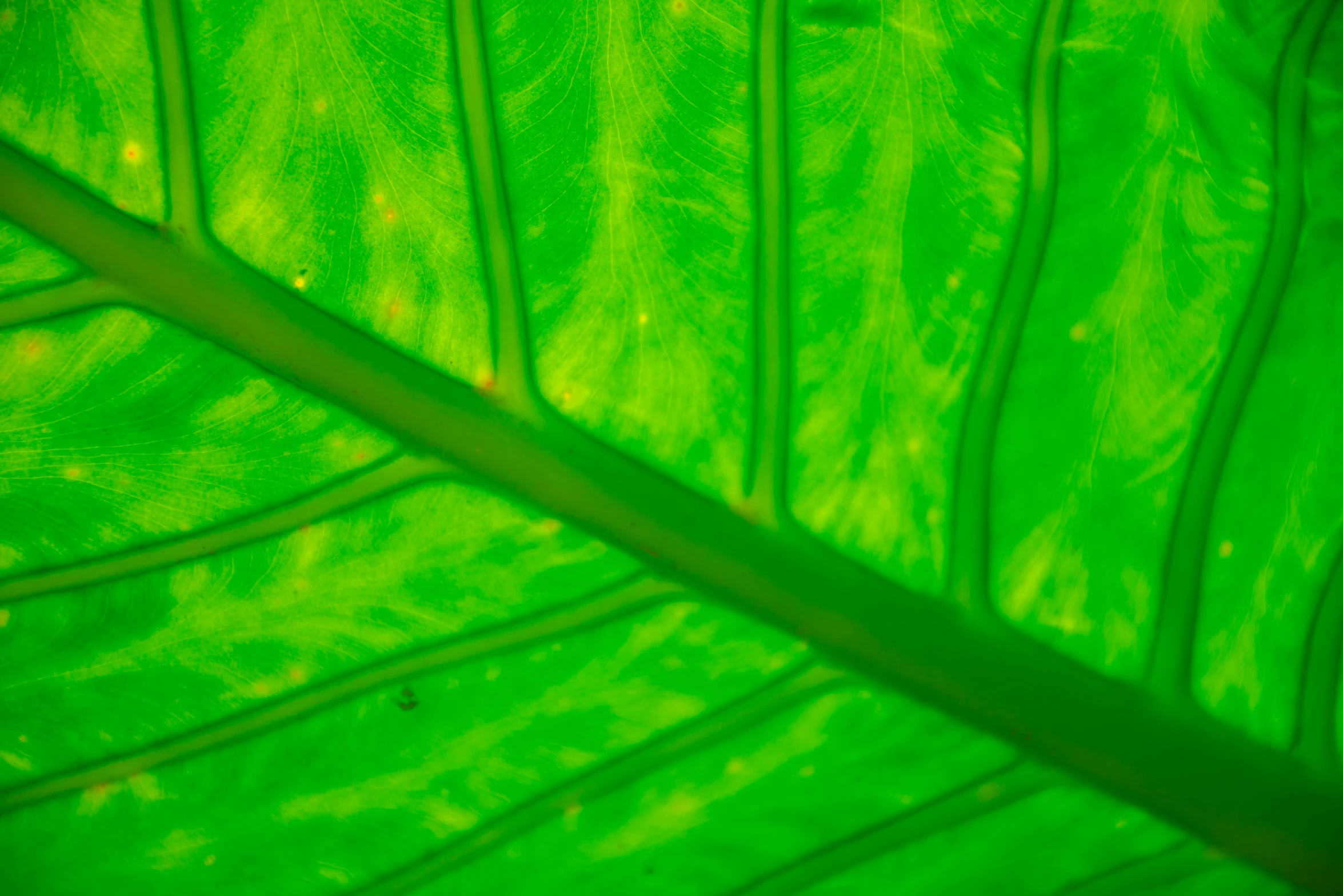 close up image of a large leaf in green