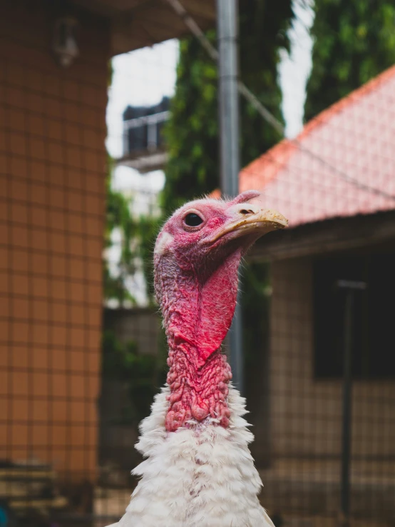 a bird with a very colorful beak by a building