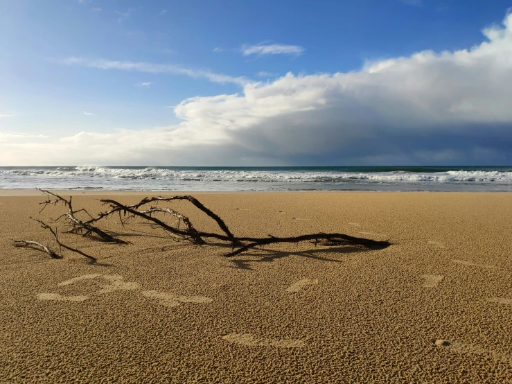 a dead tree that has fallen out in the sand