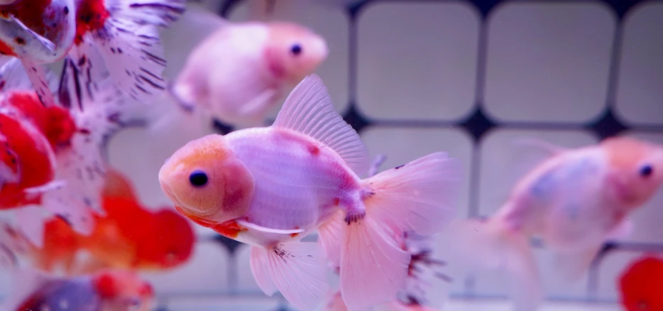 small orange and white fish swimming through an aquarium