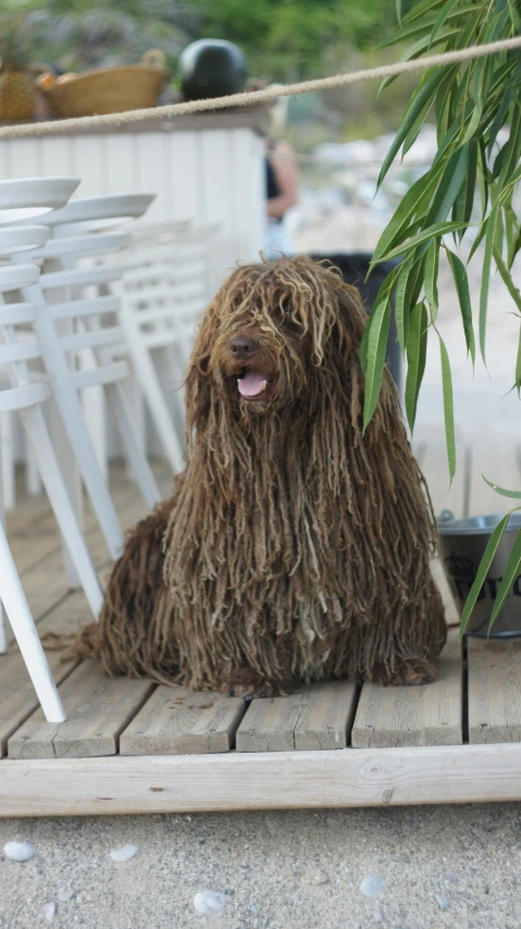 a hairy dog sitting next to a wooden table and white chairs