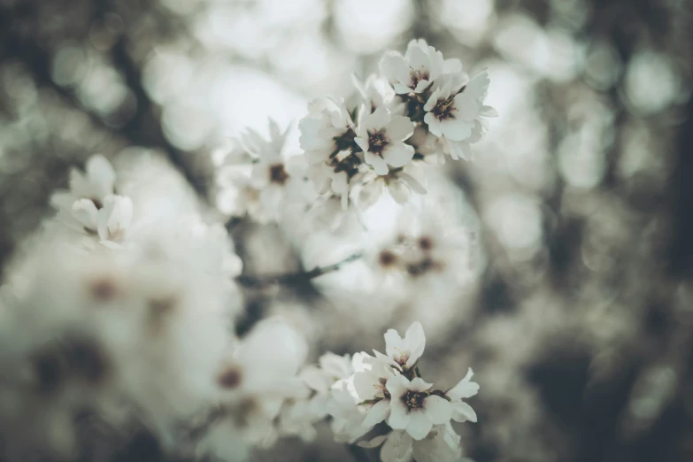 a blossoming tree has many white flowers