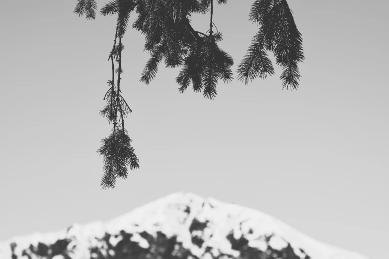 some trees with some snow on top of it