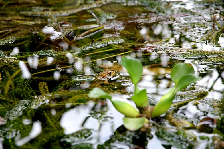 water drops are falling onto green plants and grass