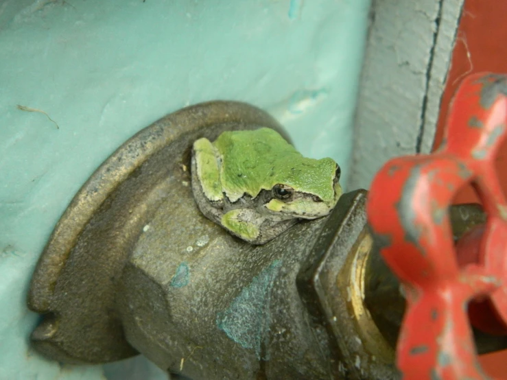 a small frog that is on top of a hydrant