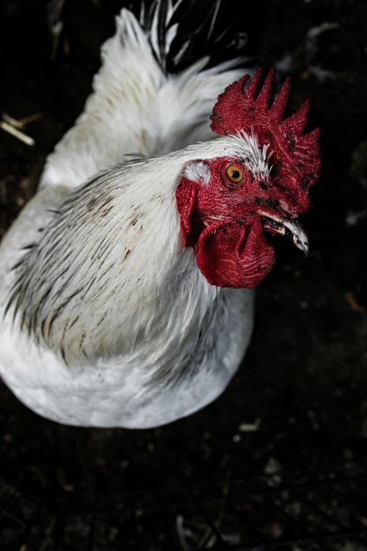 a close up of a rooster on a field