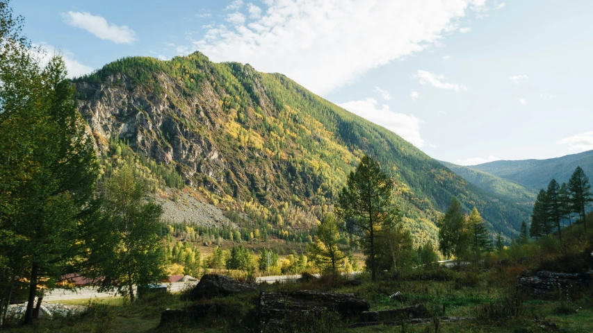 a forested area has trees and mountains in the background