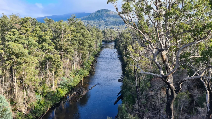 an aerial s of river between trees in the forest