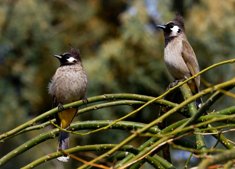 two small birds perched on top of green leaves