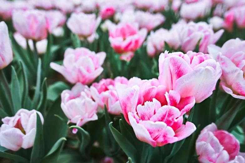 a bunch of flowers with pink tips on it