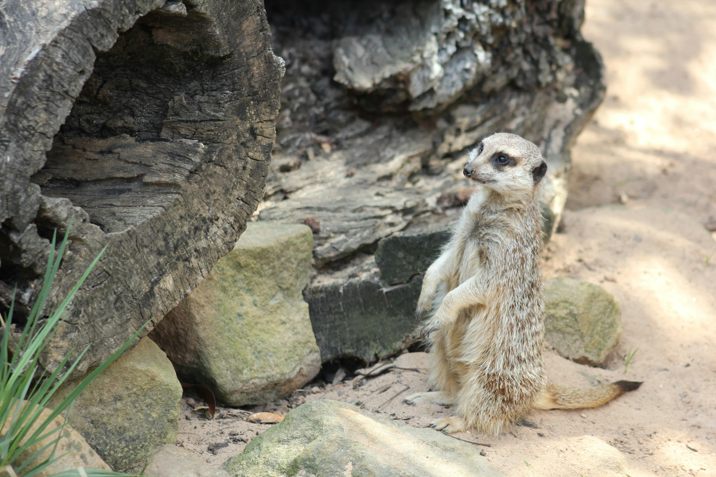 the meerkat is standing in front of the rocks