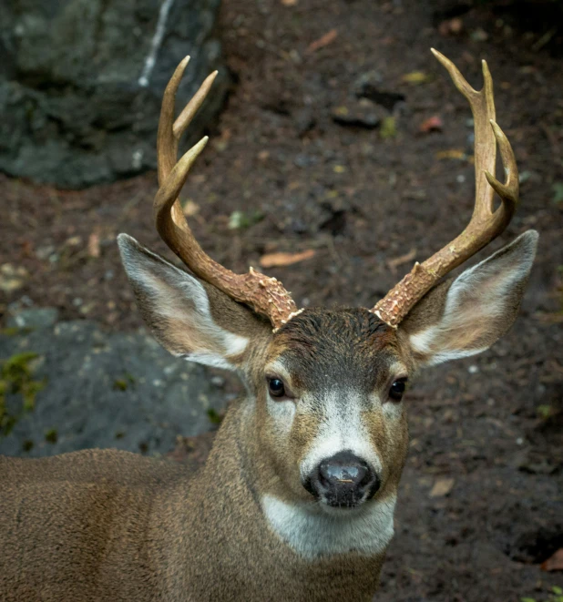 this is a s of a deer with very big antlers