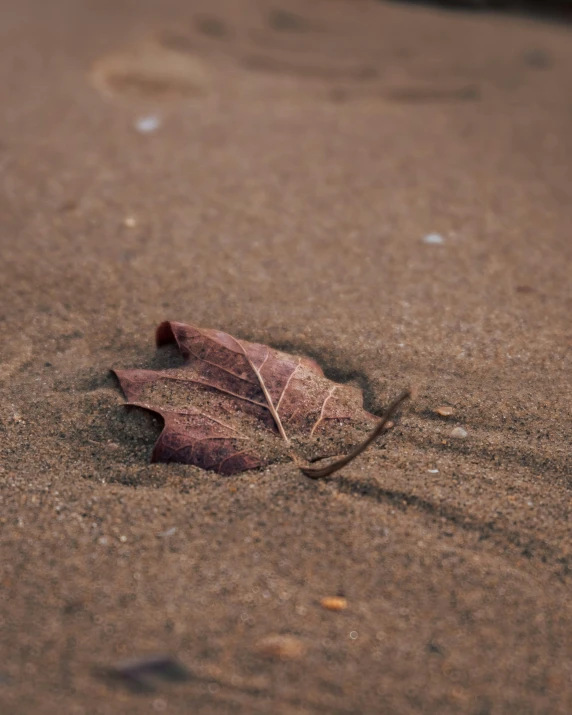 an old single leaf lying in the sand
