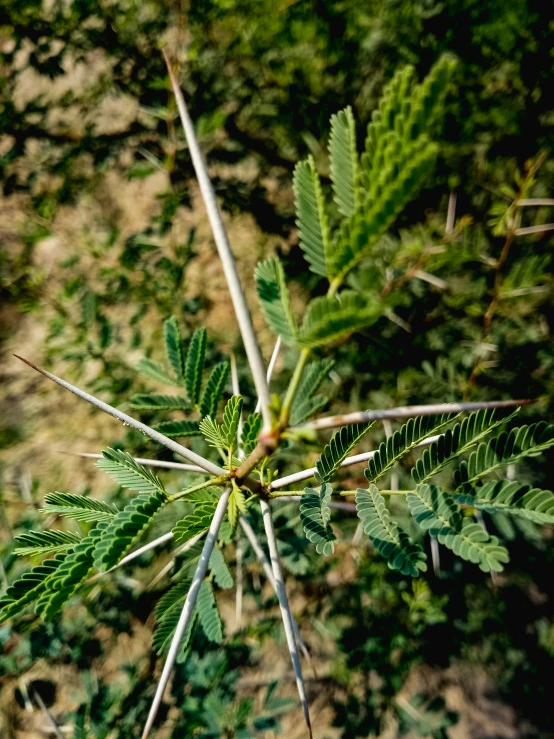 a small green tree nch covered in leaves