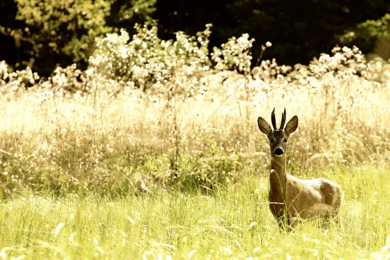 an animal that is standing in the grass