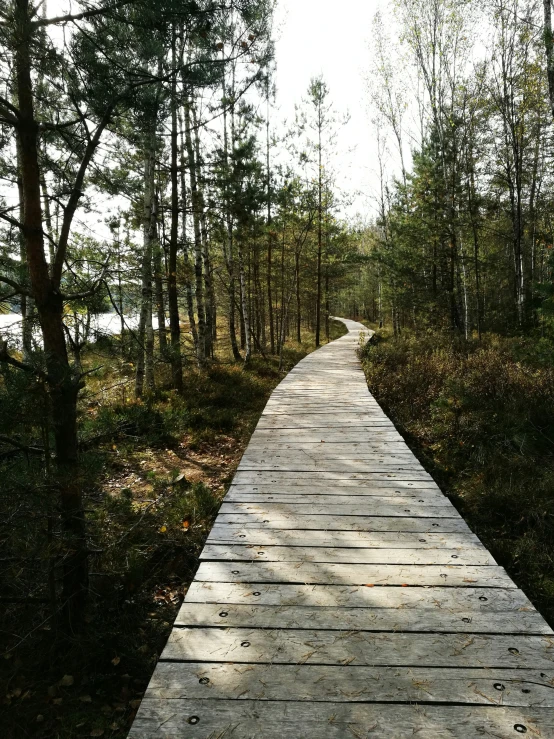 a boardwalk leading through a wooded forest with tall trees