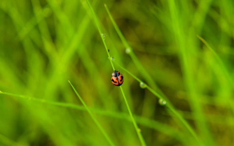 a small red bug sitting on top of a green plant