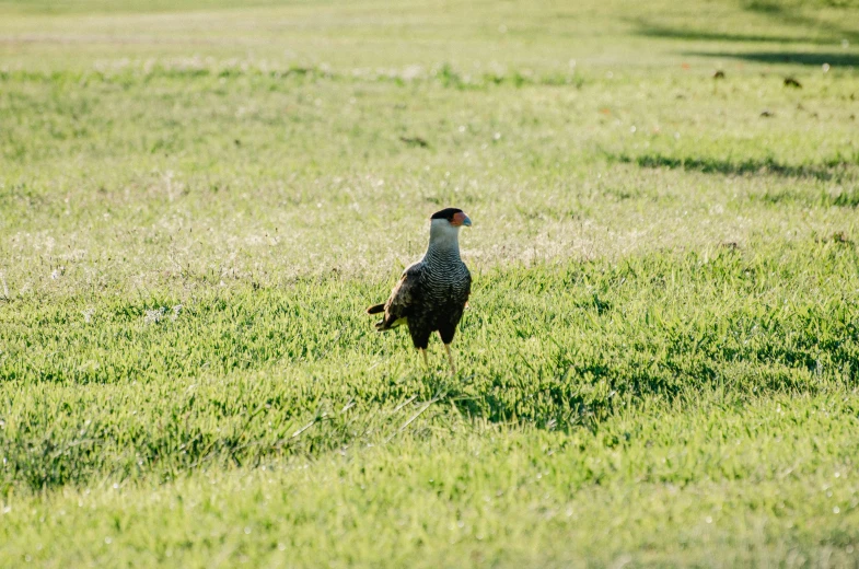 a bird walking through the grass in a field