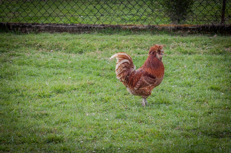 an orange and red rooster standing in the grass