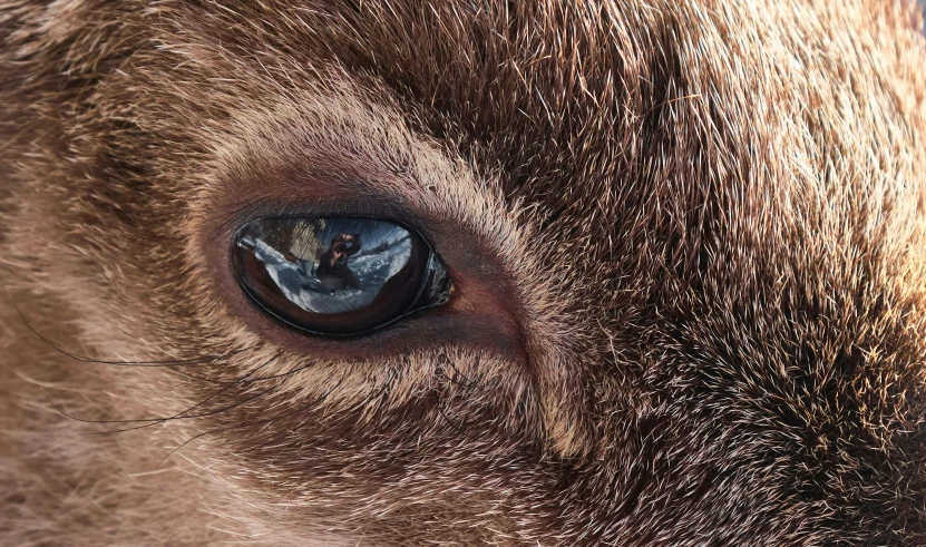 a brown cow with an eyeball in its reflection