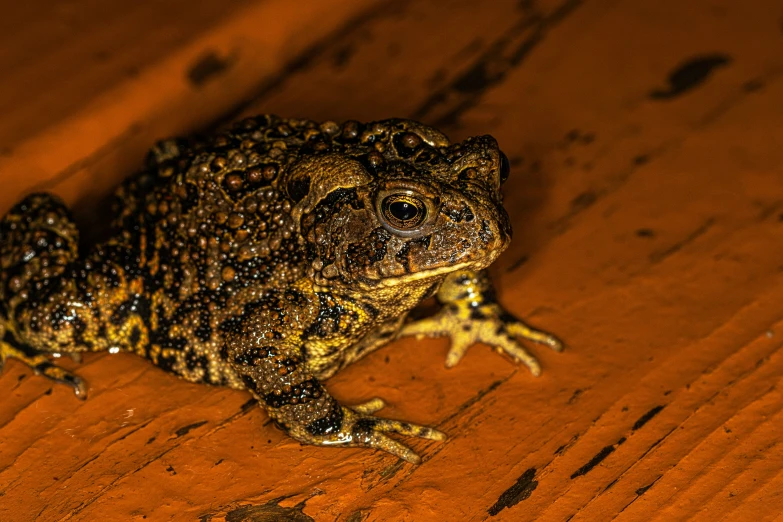 a close up of a frog on a table