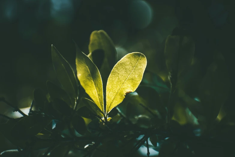 a small plant with the green leaves illuminated by the bright light