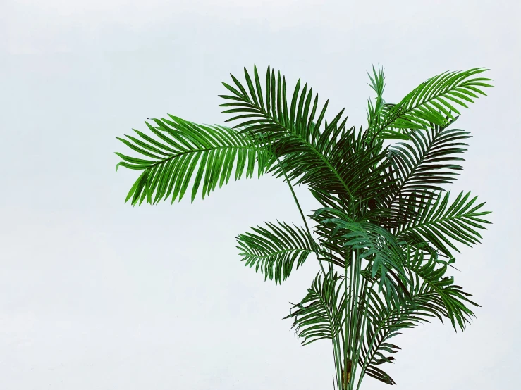 a small palm tree in a pot filled with water