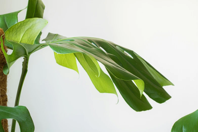 a large leaf in front of a white background