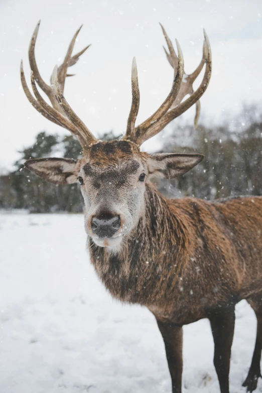 the large brown deer with horns is standing in the snow