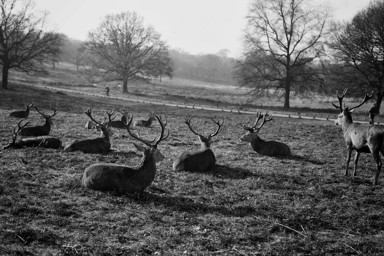 deer laying on top of grass covered ground