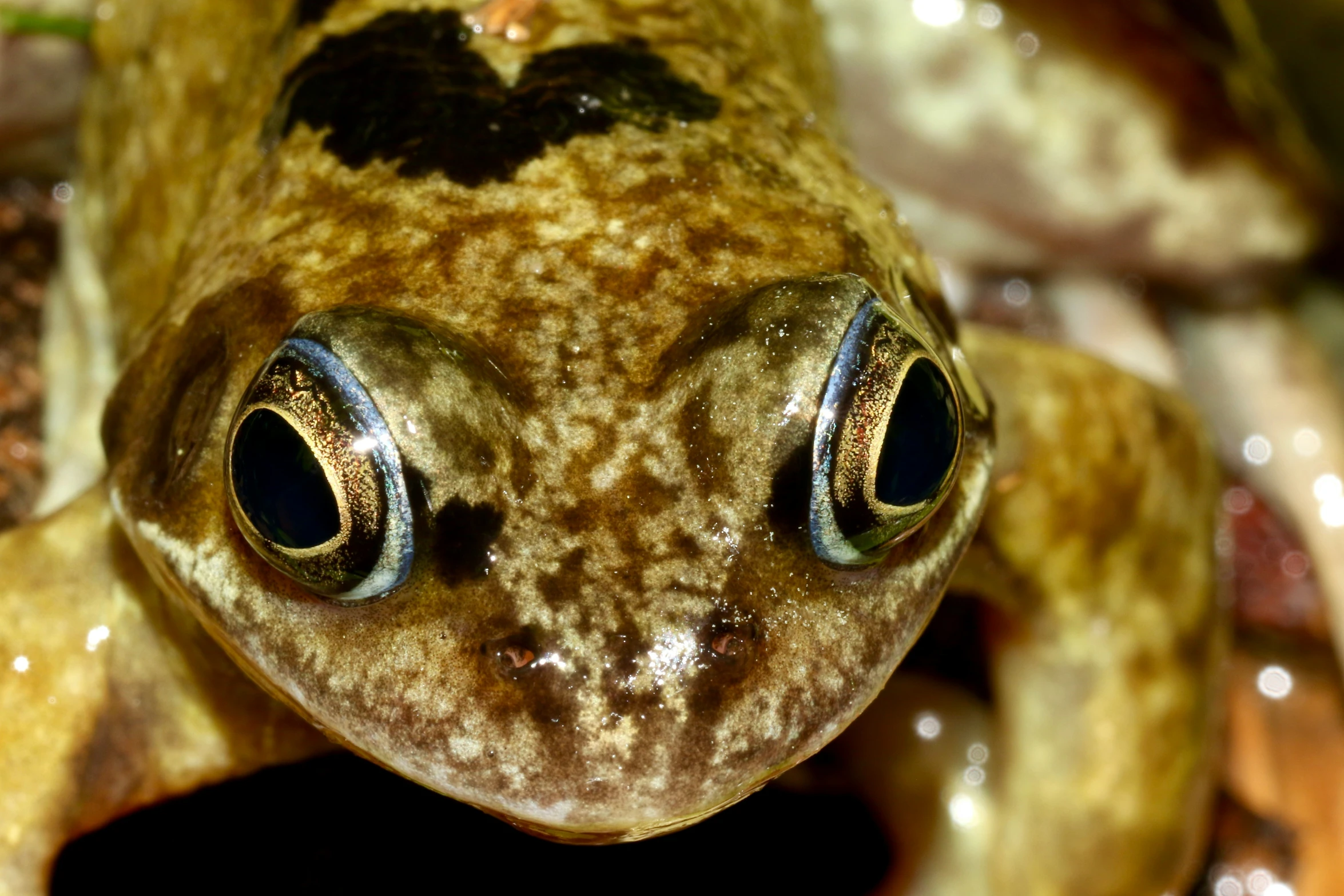 the frog has large eyes as it looks into the camera