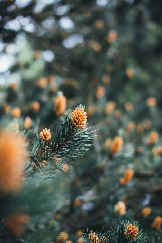 a tree with some yellow cones on it