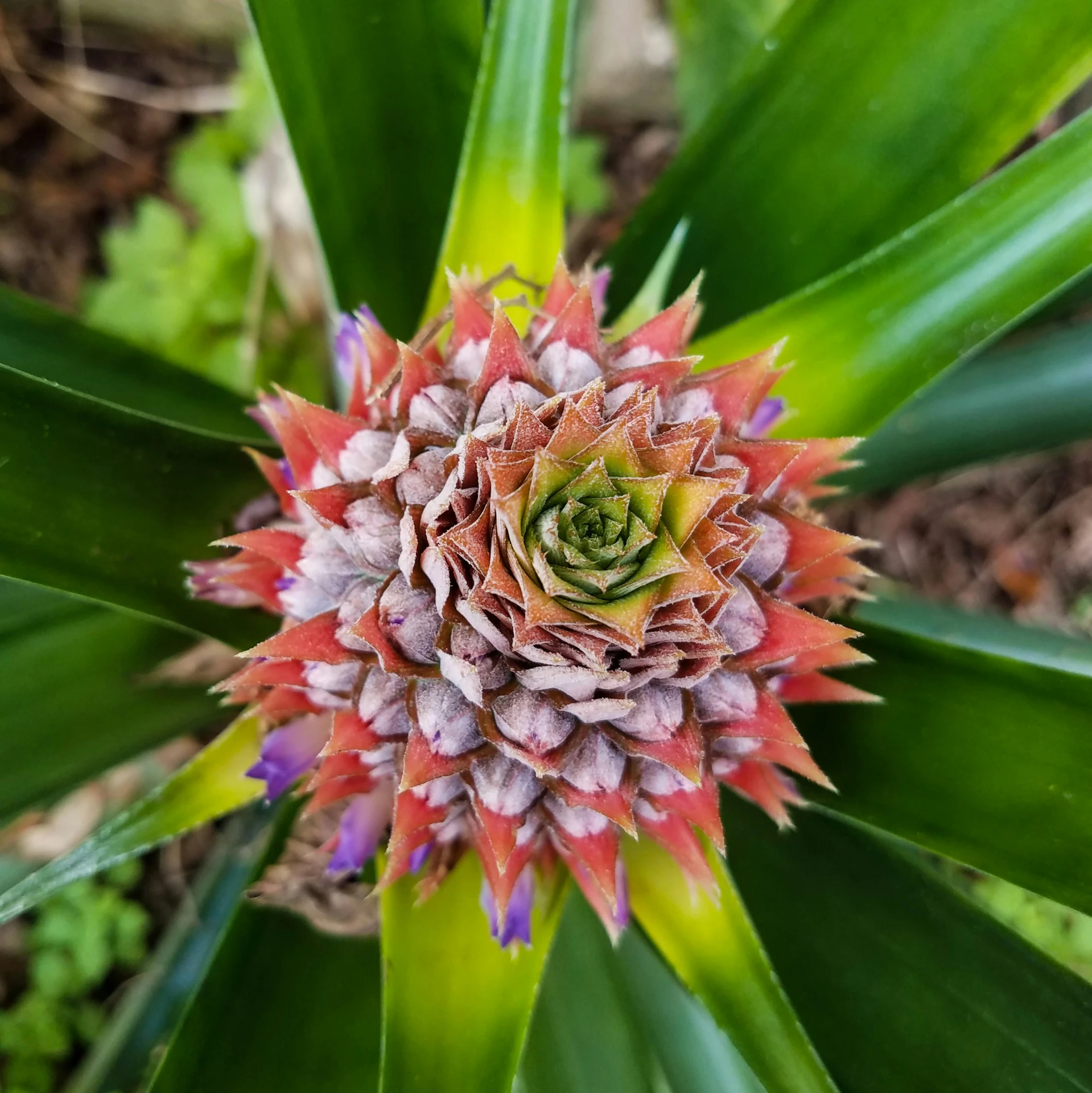 this beautiful plant is growing out of the ground