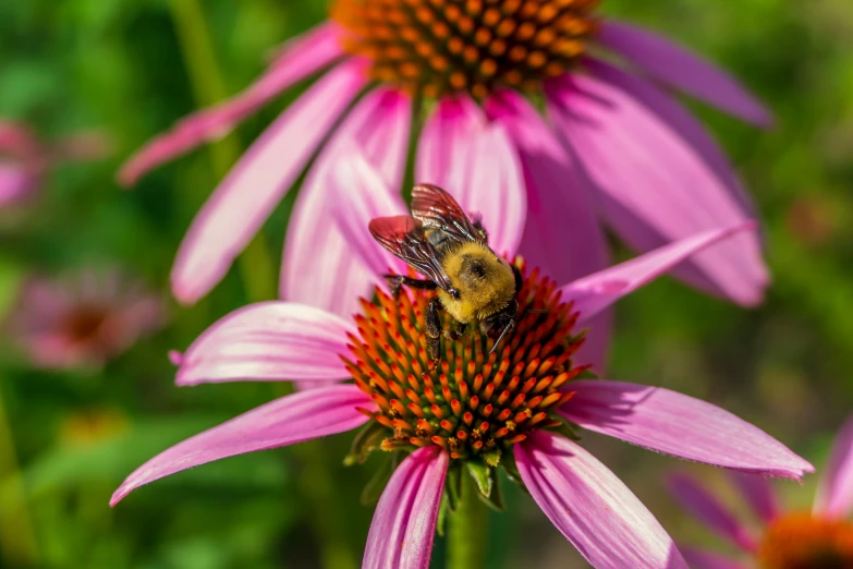 a small bee sitting on top of a flower