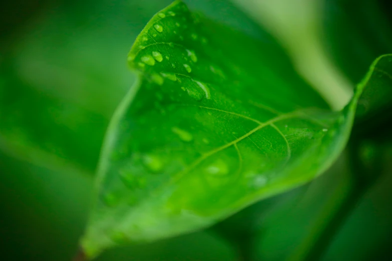 the wet green leaves are beginning to grow