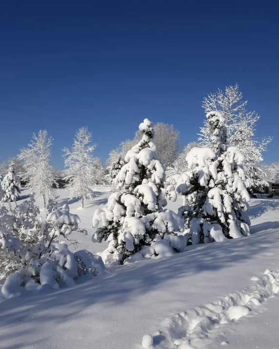 a snowy landscape with trees and snow covered ground