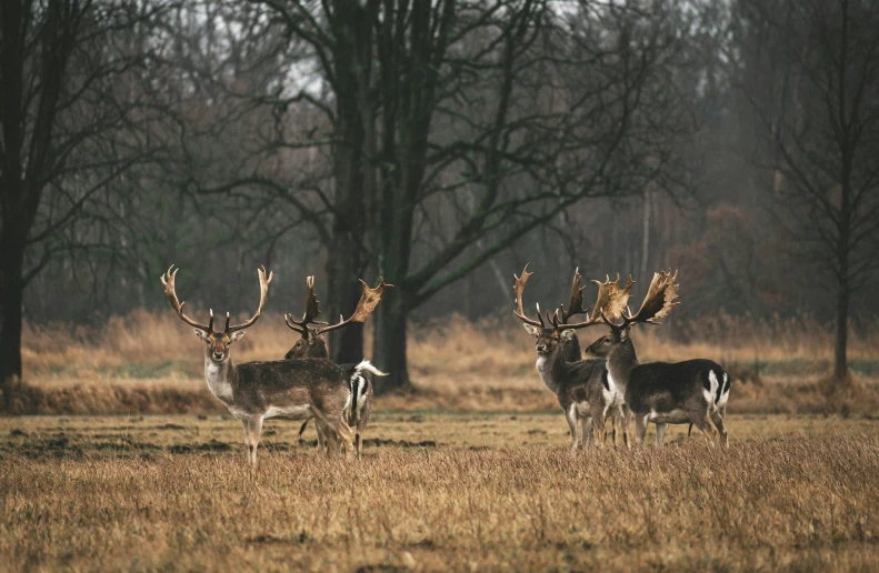 three deer standing in the grass under trees