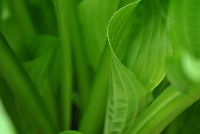 green leaves are shown close to each other