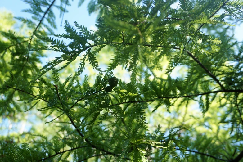 the nch of a pine tree is visible through it's leaves