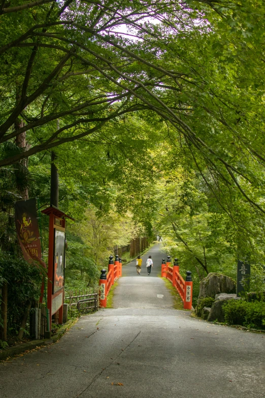 a tree covered path leads to two walkways