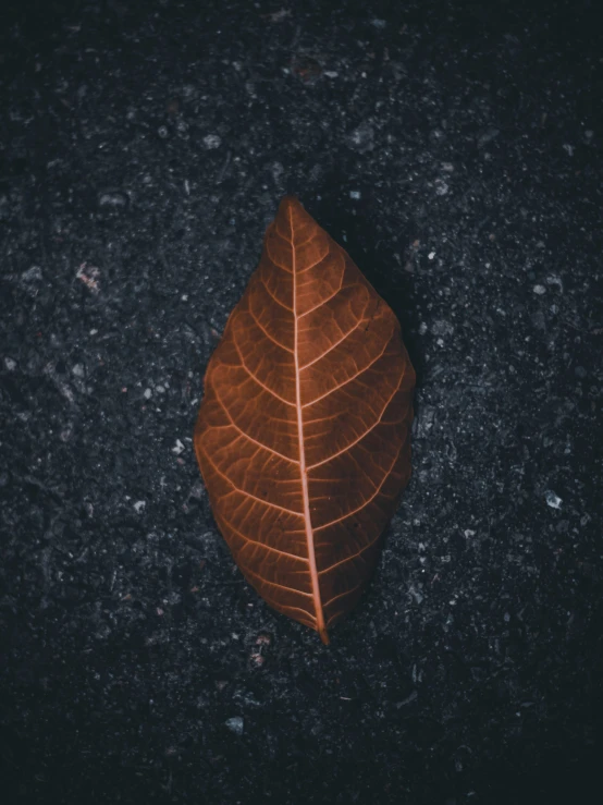 a single red leaf on a dark surface