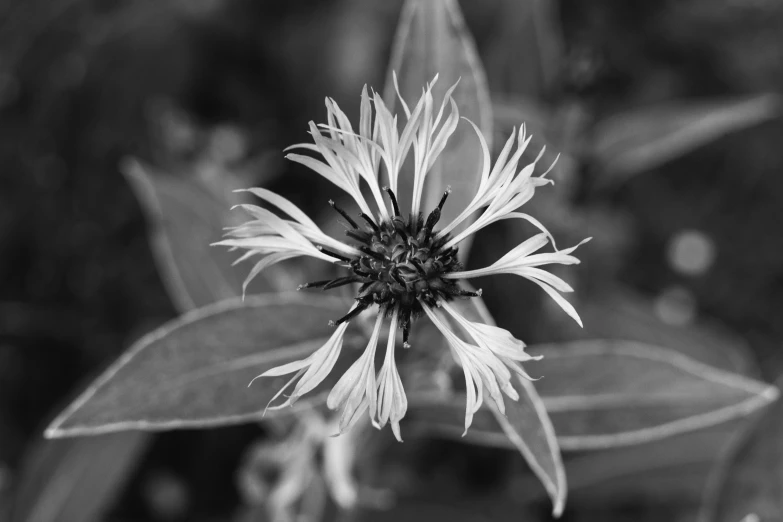 a black and white flower in the middle of some plants