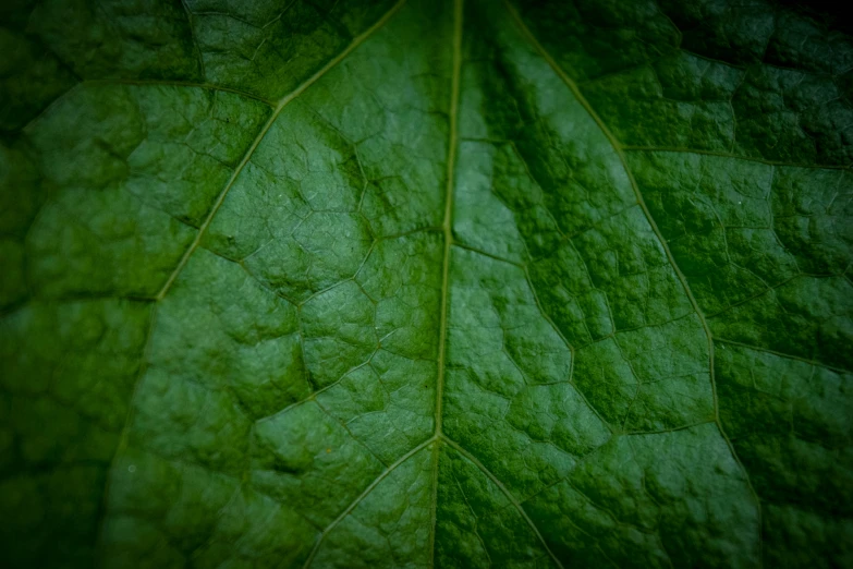 a green leaf has thin lines on it