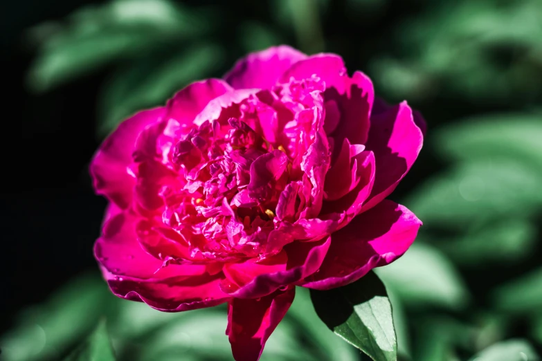 pink flower with green leaves in the background