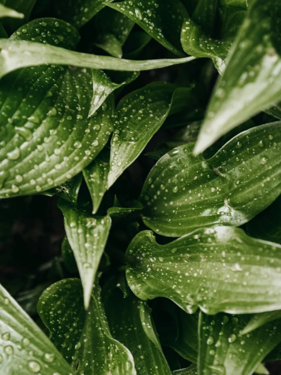 a green plant with leaves and drops of water