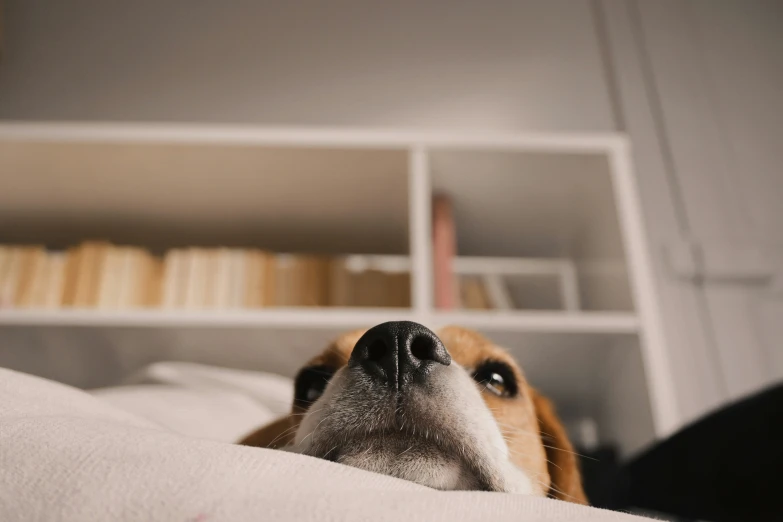 the dog looks upward as it lays on the bed