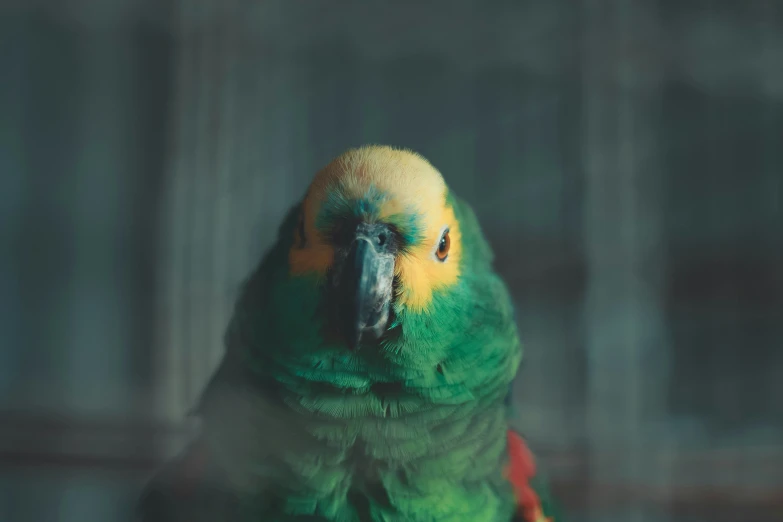 a green and yellow parrot with bright colors is on display