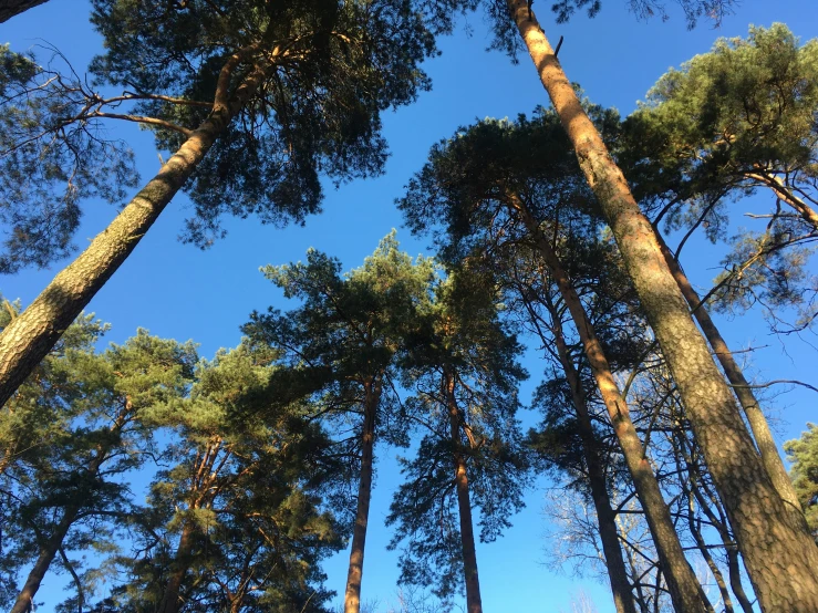 the tall trees are all facing the blue sky