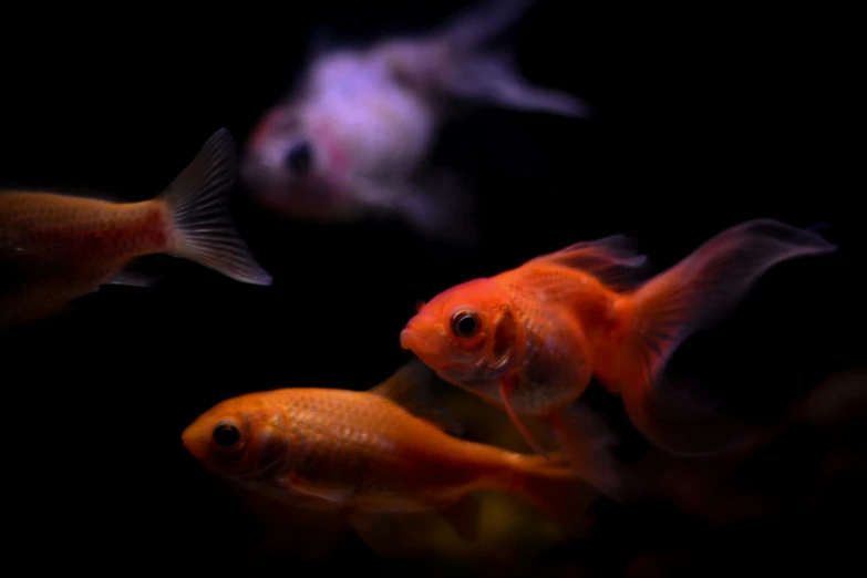 orange and white fish swimming in an aquarium
