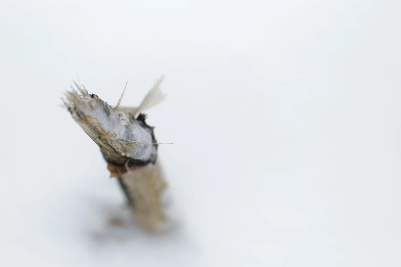 a bug sitting on the back of a leaf